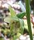 Epipactis leptochila var. neglecta  - Laurent Fourneret
