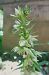 Epipactis leptochila var. neglecta  - Laurent Fourneret