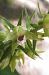 Epipactis leptochila var. neglecta  - Laurent Fourneret
