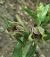 Epipactis leptochila var. neglecta  - Laurent Fourneret