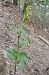 Epipactis leptochila var. neglecta  - Laurent Fourneret