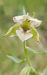 Epipactis leptochila  - Laurent Fourneret
