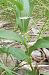 Epipactis leptochila (Épipactis à labelle étroit) © Laurent Fourneret