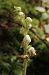 Goodyera repens (Goodyère rampante) © Laurent Fourneret