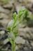 Goodyera repens (Goodyère rampante) © Laurent Fourneret