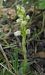 Goodyera repens (Goodyère rampante) © Laurent Fourneret