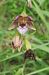Epipactis helleborine (Épipactis à larges feuilles) © Laurent Fourneret