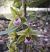 Epipactis purpurata (Épipactis violacé) © Laurent Fourneret