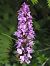 Dactylorhiza fuchsii  - Monique Souben