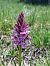 Dactylorhiza maculata  - Katell Gross