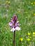 Dactylorhiza maculata (Orchis tacheté) © Katell Gross