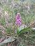 Himantoglossum robertianum  - Jean Chatelus