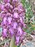 Himantoglossum robertianum (Orchis géant) © Jean Chatelus