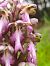 Himantoglossum robertianum  - Jean Chatelus