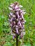 Himantoglossum robertianum  - Jean Chatelus