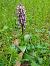 Himantoglossum robertianum (Orchis géant) © Jean Chatelus