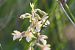 Epipactis palustris  - François Jauzelon