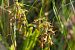 Epipactis palustris (Épipactis des marais) © François Jauzelon