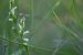 Spiranthes aestivalis  - François Jauzelon