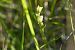 Spiranthes aestivalis  - François Jauzelon