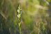 Spiranthes aestivalis (Spiranthe d'été) © François Jauzelon