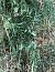 Epipactis helleborine © Armelle Bass