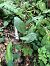 Epipactis helleborine  - Armelle Bass