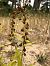 Epipactis neerlandica  - Armelle Bass