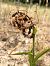 Epipactis neerlandica © Armelle Bass