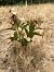 Epipactis neerlandica  - Armelle Bass