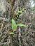 Epipactis neerlandica  - Armelle Bass