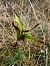 Epipactis neerlandica © Armelle Bass