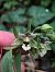 Epipactis helleborine  - Armelle Bass