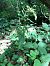 Epipactis helleborine  - Armelle Bass