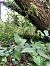 Epipactis helleborine  - Armelle Bass