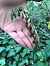 Epipactis helleborine  - Armelle Bass