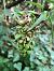 Epipactis helleborine  - Armelle Bass
