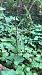 Epipactis helleborine  - Armelle Bass