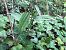 Epipactis helleborine  - Armelle Bass