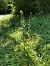 Epipactis helleborine  - Armelle Bass