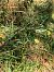 Epipactis helleborine  - Armelle Bass