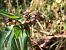 Epipactis helleborine  - Armelle Bass