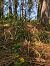 Epipactis helleborine  - Armelle Bass