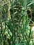Epipactis helleborine  - Armelle Bass