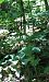 Epipactis helleborine  - Armelle Bass