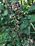Epipactis helleborine - Armelle Bass