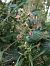Epipactis helleborine - Armelle Bass