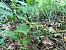 Epipactis helleborine - Armelle Bass