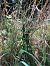 Epipactis helleborine - Armelle Bass