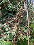 Epipactis helleborine - Armelle Bass